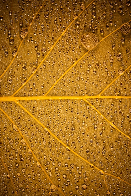 Żółty liść z wodą spada tło.