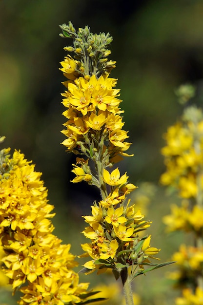 Żółty Loosestrife Nadrenia Północna-westfalia Niemcy Lysimachia Punctata