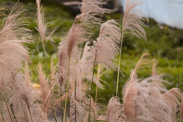 Zdjęcie Żółty miscanthus roślina jesienna natura