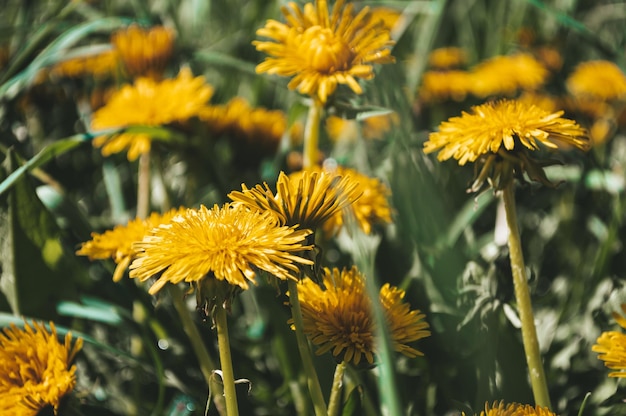 Żółty mniszek lekarski w dzikim polu zbliżenie Słoneczne kwiaty