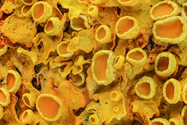 Żółty morski porost sunburst - Xanthoria parietina - abstrakcyjny szczegół mikroskopu, powiększenie 4x, szerokość obrazu = 8 mm