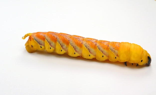 Żółty motyl gąsienica larwy śmierć głowa Acherontia atropos ćma jastrzębia na białym makro