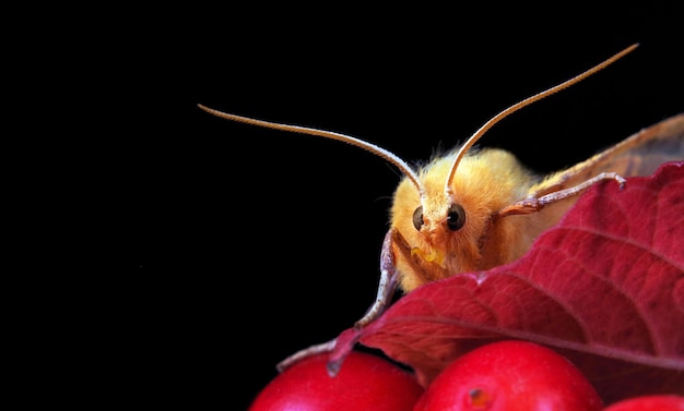 Żółty motyl jest na czerwonym liściu