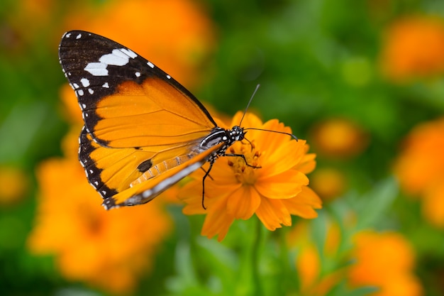 Żółty Motyl łapać Na żółtych Kosmosach Kwitnie.