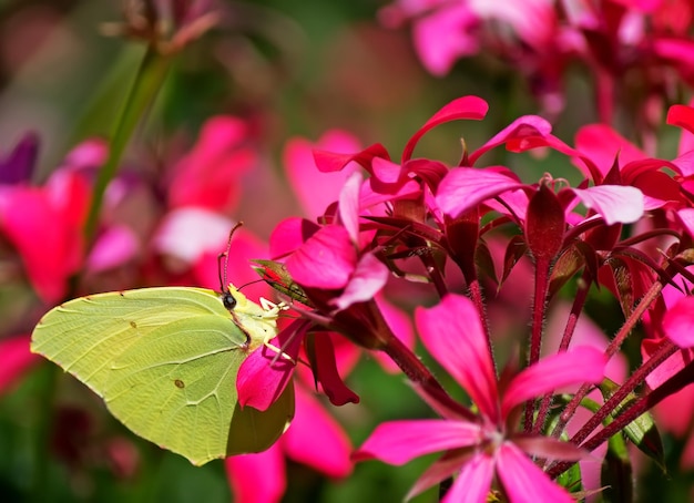 Żółty motyl na różowym geranium