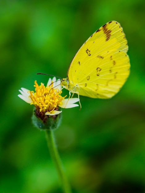 żółty motyl na żółty kwiat