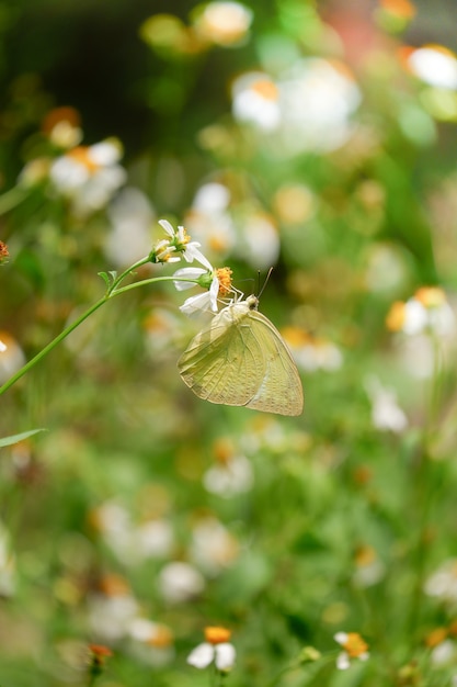 Żółty Motyl Nazywa Się The Lemon Emigrant (catopsilia Pomona)