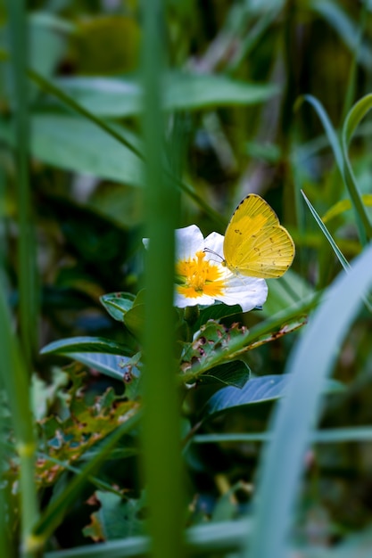 Żółty Motyl Siedzący Na Białym Kwiecie W Dżungli