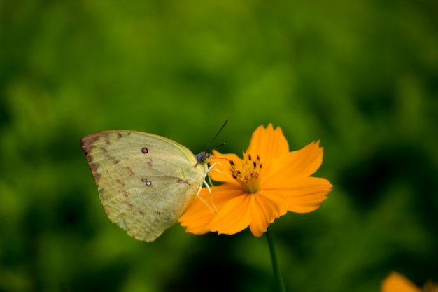 Żółty motyl trawiasty na żółtym kwiecie i pijący nektar w pięknym tle