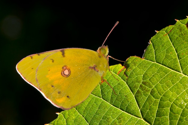 Żółty motyl z bliska portret na krawędzi zielonego liścia