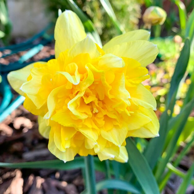 Żółty narcyza kwiat w ogródzie