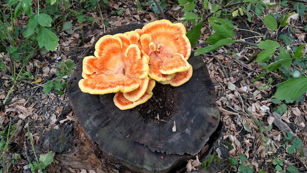 Żółty niejadalny grzyb na pniu w lesie.