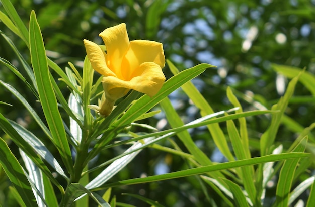 żółty oleander