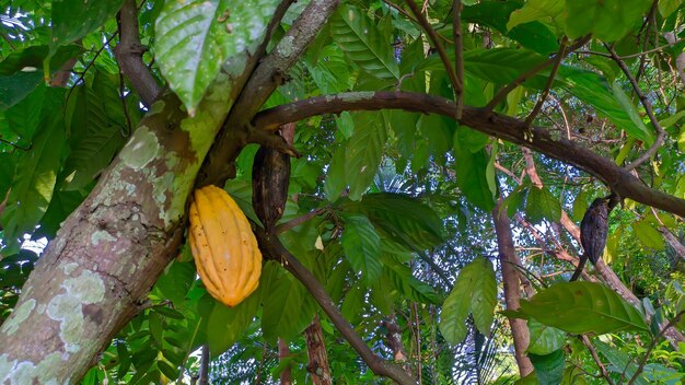 żółty owoc kakaowca lub Theobroma cacao