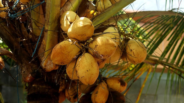 żółty owoc kokosa Cocos nucifera L skupiony na drzewie i wygląda świeżo Drzewo kokosowe