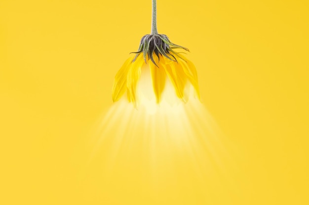 Żółty pączek topinamburu na żółtym tle z koncepcją projektową lekkiego klosza lampy wiszącej