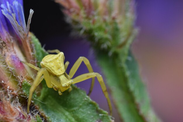 Zdjęcie Żółty pająk z gatunku thomisus onustus na roślinie czekający na polowanie