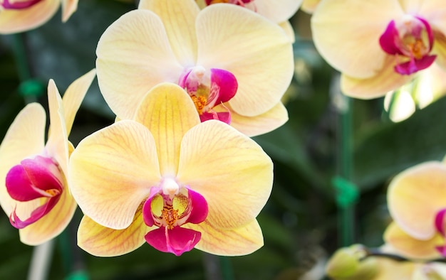 Żółty phalaenopsis storczykowy kwiat