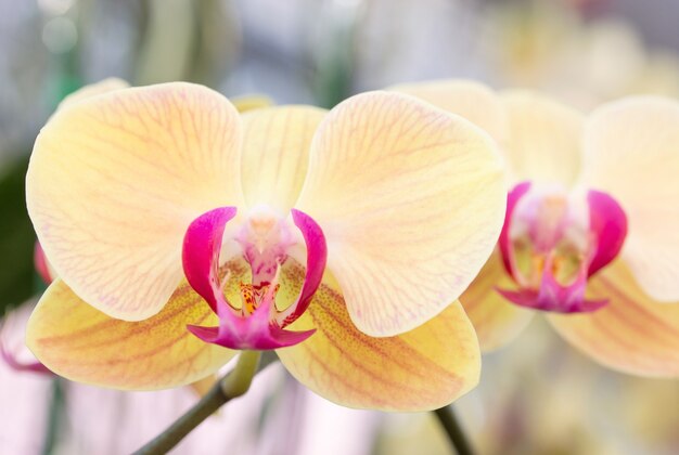 Żółty phalaenopsis storczykowy kwiat