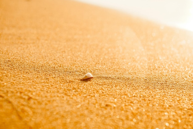 Żółty piasek na plaży i muszla w pobliżu wody