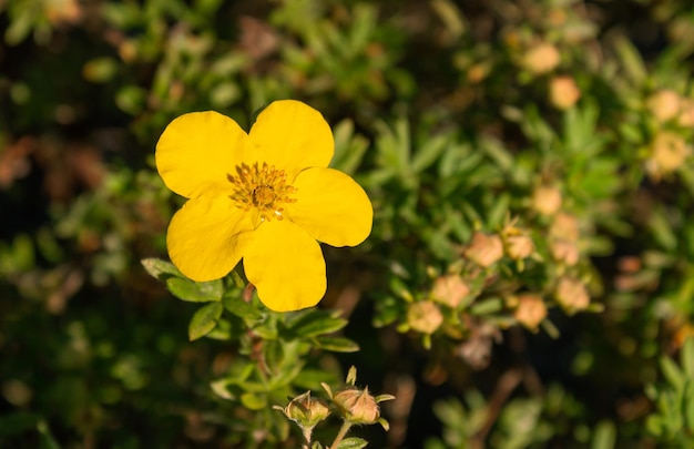 Żółty pięciolistny kwiat w słońcu w wiosennym zbliżeniu