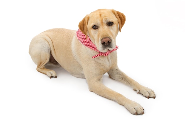 Żółty Pies Labrador Retriever Ustanawiające