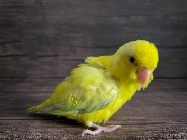 Żółty ptak papuga Forpus na stole