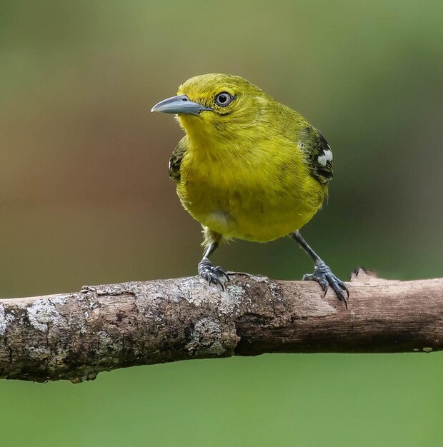 żółty ptak siedzi na gałęzi z zielonym tłem