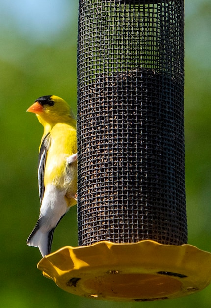 Zdjęcie Żółty ptak wspinający się