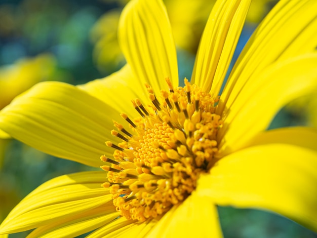 Żółty pyłek słonecznika w pełnym rozkwicie