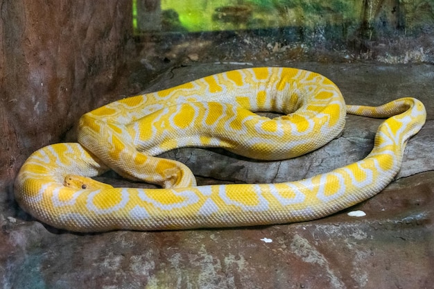 Żółty pyton birmański (Python reticulatus) to gatunek węża z rodziny Pythonidae