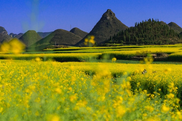 Żółty rapeseed kwiatów pole z niebieskim niebem przy Luoping okręgiem administracyjnym, Chiny