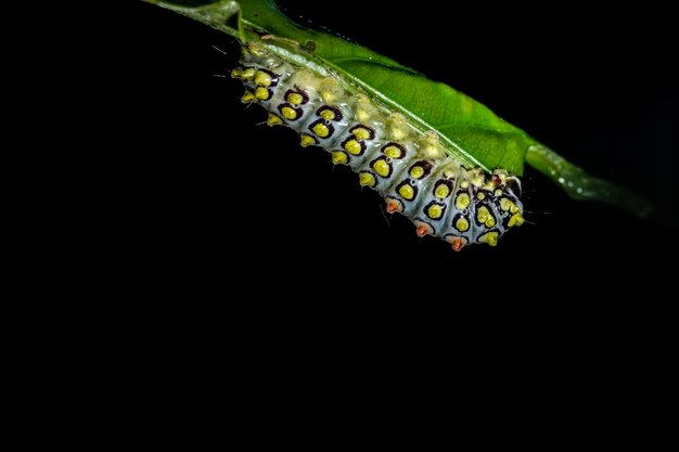Żółty robak na liściu