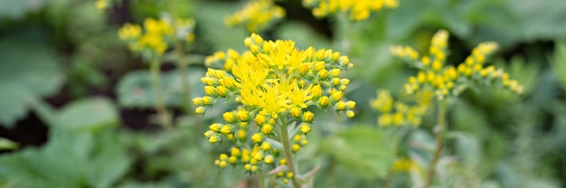 Żółty sedum reflexum lub sedum rupestre kwiat w pełnym rozkwicie na powierzchni zielonych liści
