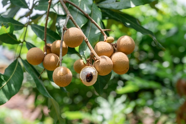 Żółty świeży longan na drzewie