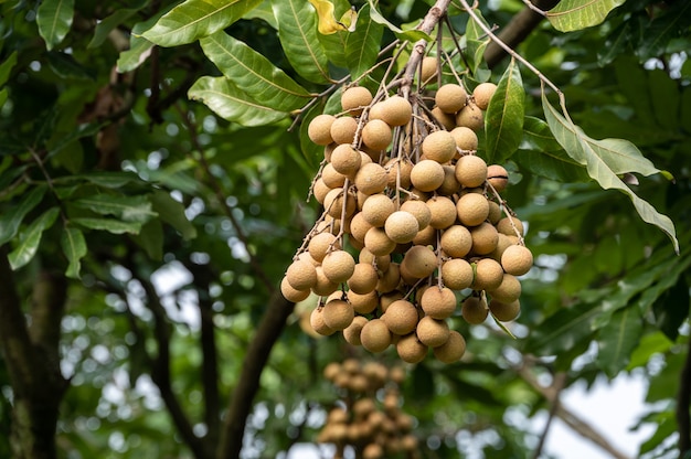 Żółty świeży longan na drzewie