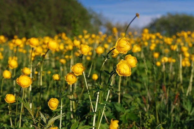 Żółty trollius europaeus potoczna nazwa niektórych gatunków to globeflower lub globe flower