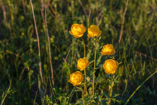 Żółty Trollius europaeus