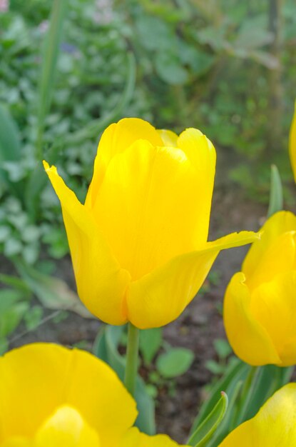 Żółty tulipan na zielonym tle Kwitnący wiosenny kwiat tulipan