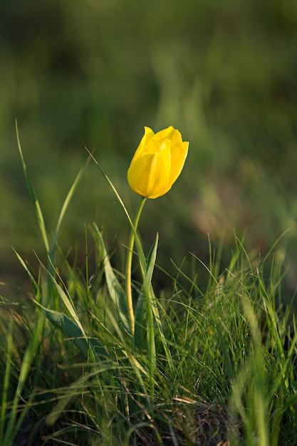 Żółty tulipan polny na tle zielonej trawy