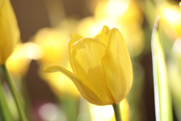 Żółty tulipan z bliska