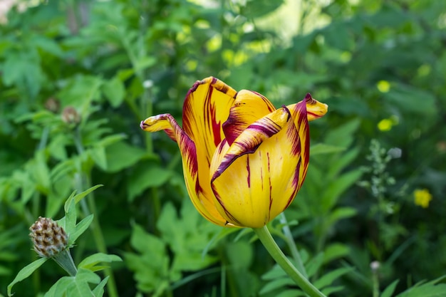 Żółty tulipan z czerwonymi frędzlami przy ogródem
