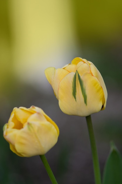 Żółty tulipan z podwójnymi frędzlami Beauty of Apeldoorn