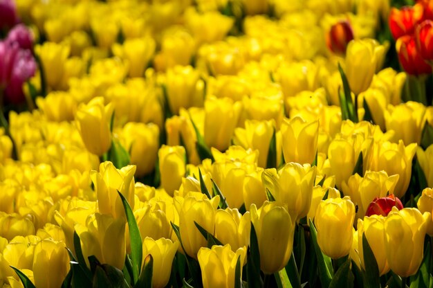 Żółty tulipanowy kwiatu ogród