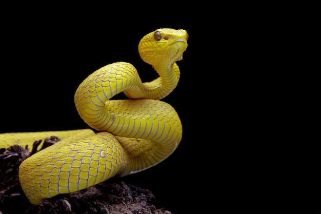 Żółty White-lipped Pit Viper zbliżenie, wściekły żółty wąż żmii, widok z przodu węża żmii