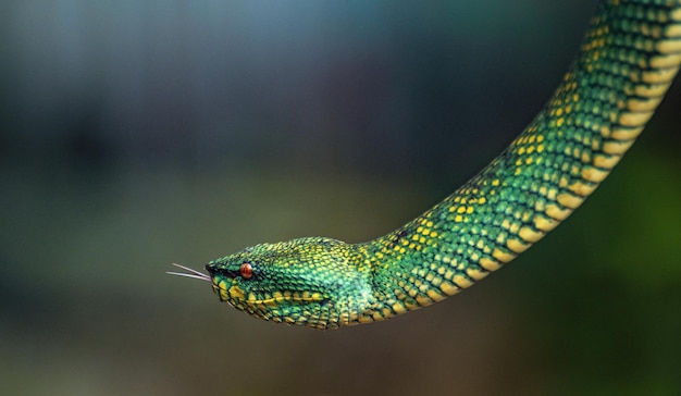 Żółty Zielony wąż żmija z bliska