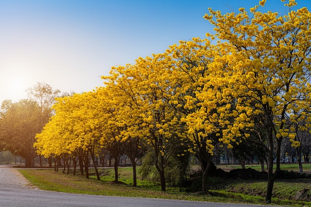 Żółty złoty Tabebuia Chrysotricha drzewo pobocze z parkiem w krajobraz na tle błękitnego nieba. Miejsce publiczne w Phitsanulok w Tajlandii.