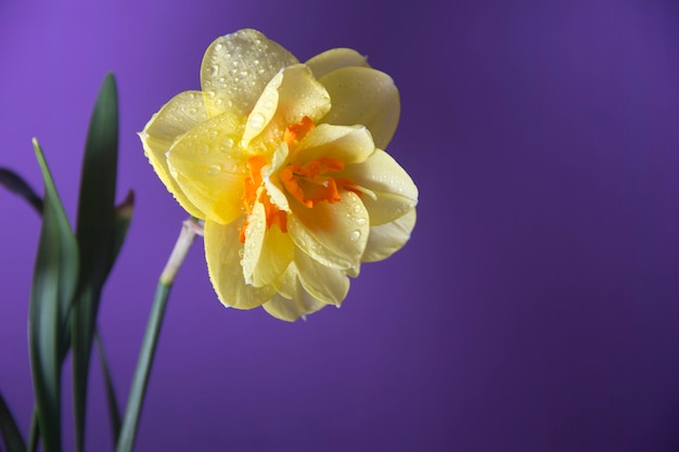 Zdjęcie Żółty żonkil na fioletowym tle. wiosenne kwiaty. żółty żonkil na fioletowym tle. wiosenne kwiaty.