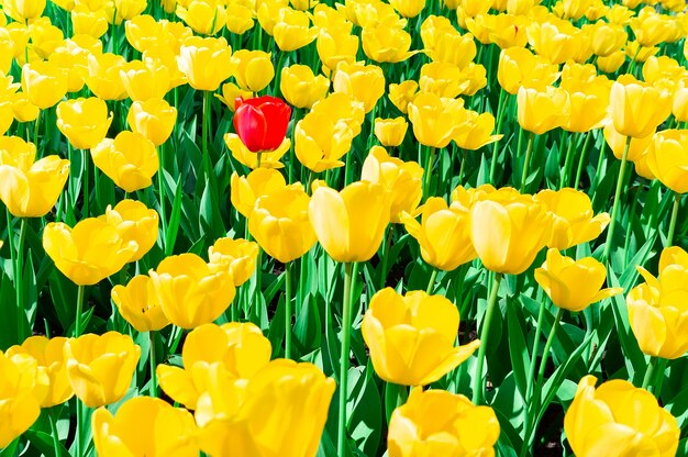 Żółtych tulipanów zamknięty up tło