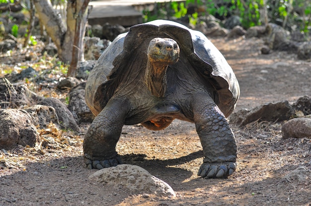 Żółw Galapagos